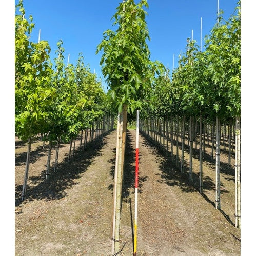 Ambrapuu - Liquidambar styraciflua &