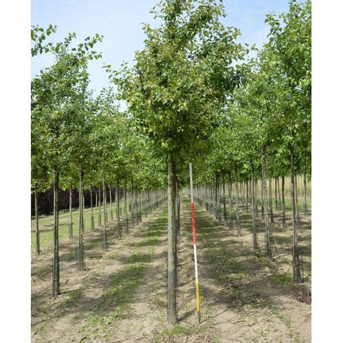 Koristeomenapuu - Malus &