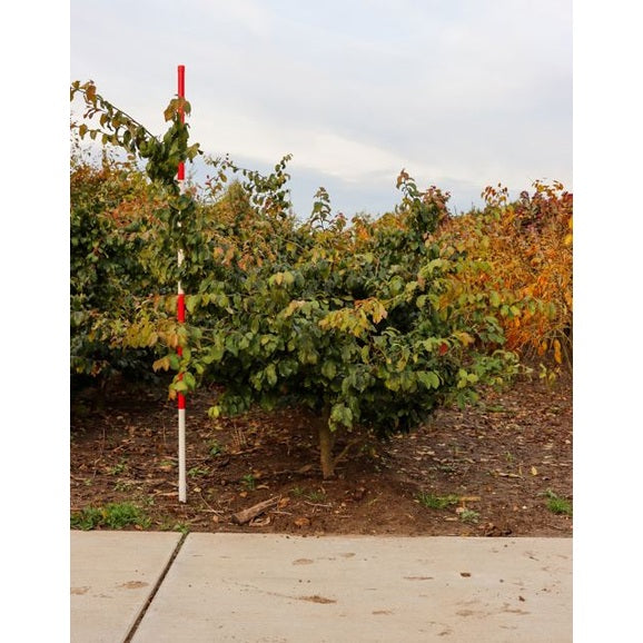 Papegojpensas - Parrotia persica 175-200 MS