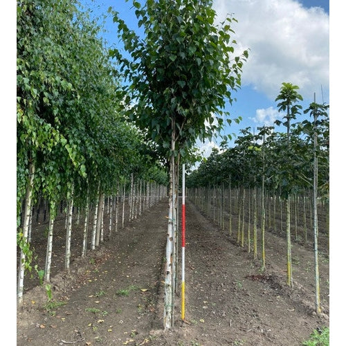 Kiinalainen koivu - Betula albosinensis &