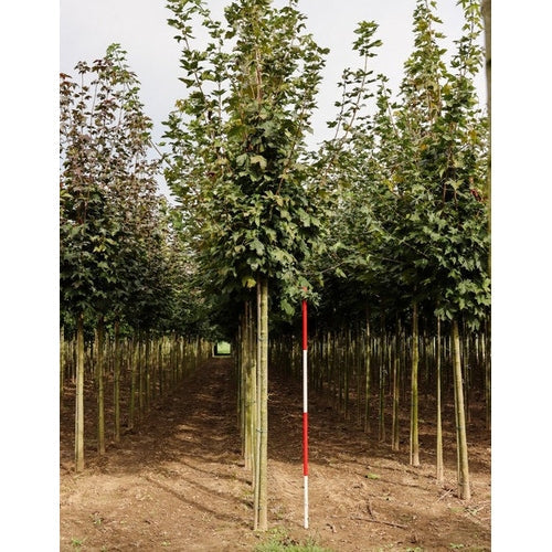 Vaahtera - Acer platanoides - Rungon ympärysmitta 18-20 cm, korkeus 4 +/- metriä, HS, DRKL