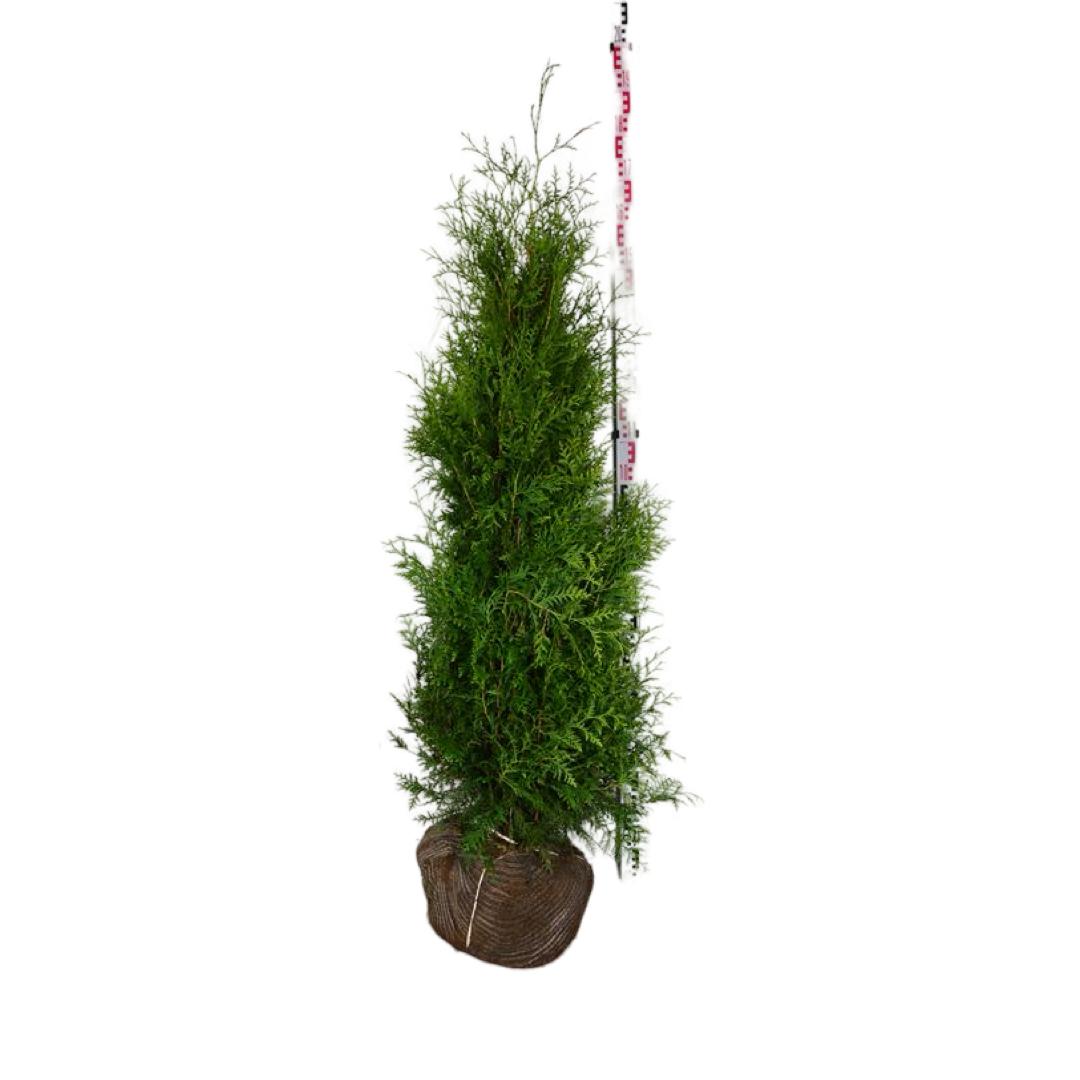 Thuja occ. &