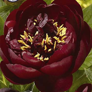 Pioni-Paeonia Bella 1-pakkaus