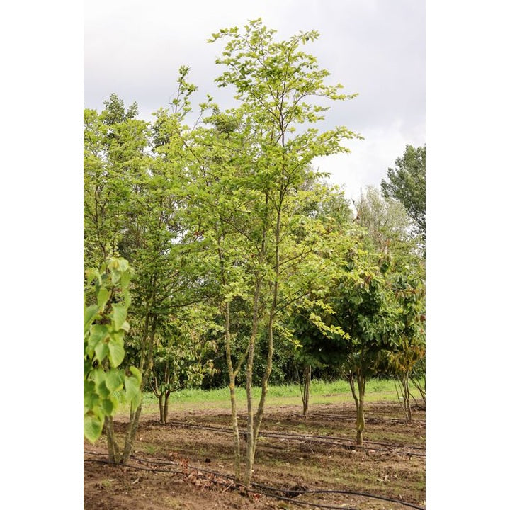 Bok -Fagus sylvatica 400-450 MS
