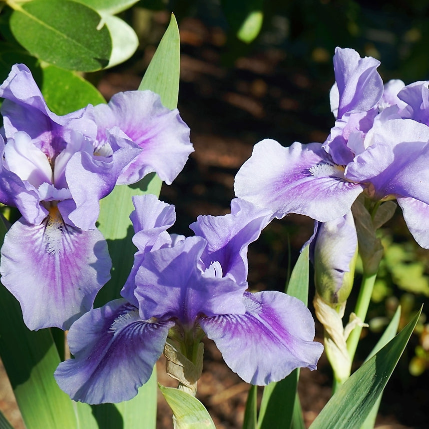 Tyskiris-Iris Germanica Ilta-sadut 1-pakkaus