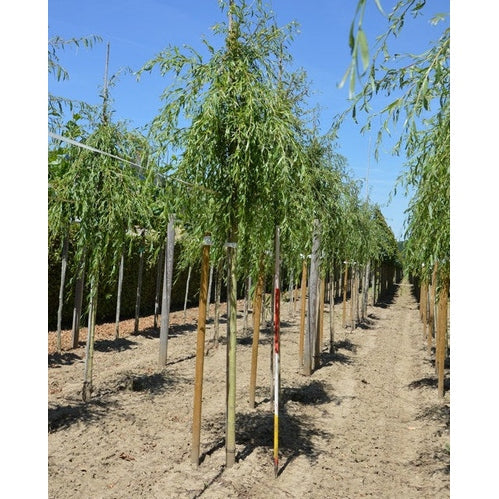 Kaskadipaju - Salix sepulcralis &