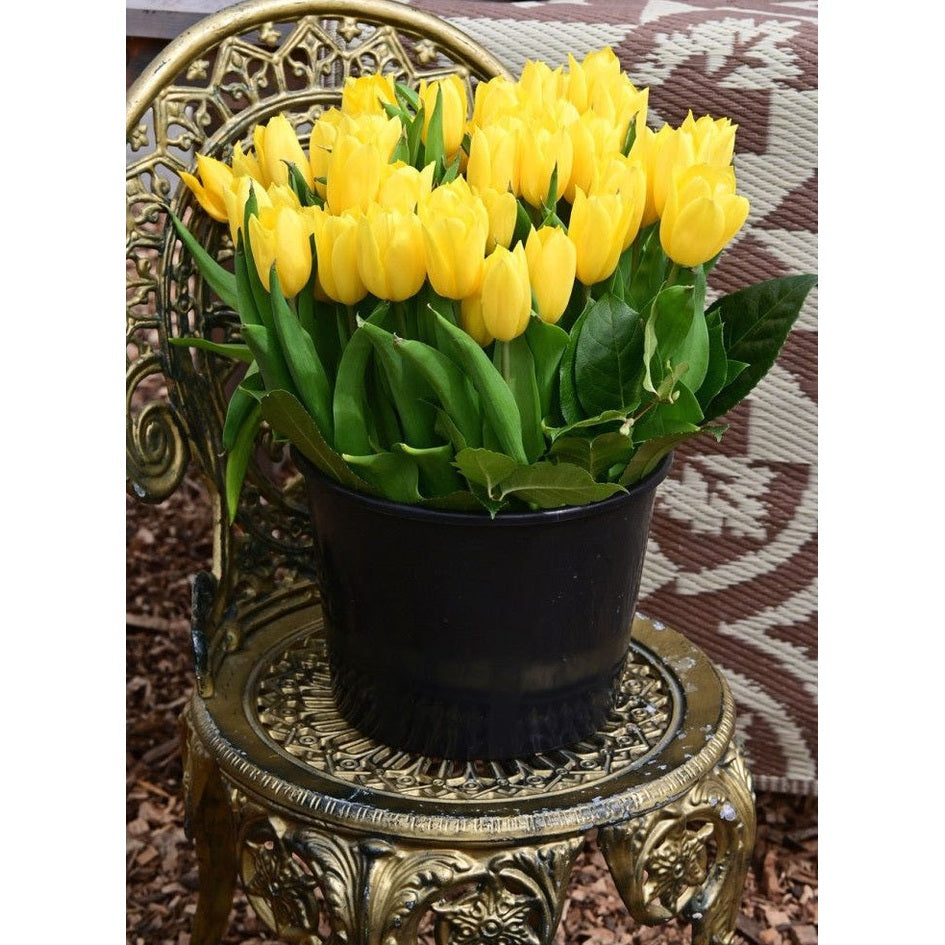 Tulppaani Strong Gold 5-pakkaus