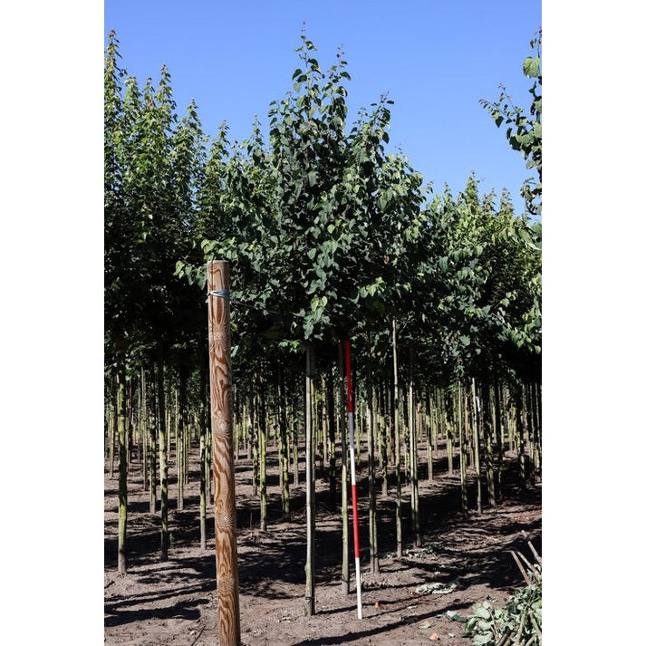 Katsura - Cercidiphyllum japonicum - Rungon ympärys 14-16 cm, korkeus 3,5-4 metriä, HS, COCO