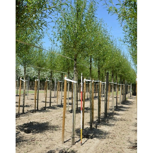 Vitpil - Salix alba &