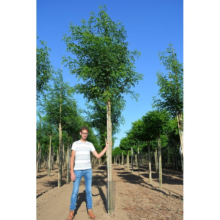 Robinia - Robinia pseudoacacia &