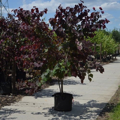 Amerikkalainen judasträd - Cercis canadensis &