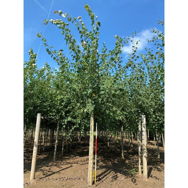 Asp - Populus tremula - Rungon ympärys 20-25 cm, korkeus 4-4,5 metriä, HS,