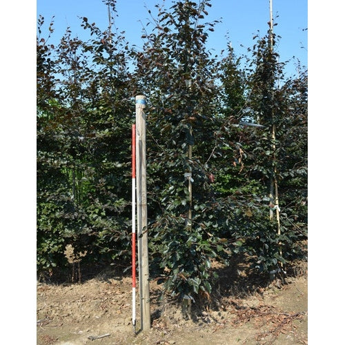Buki -Fagus sylvatica &