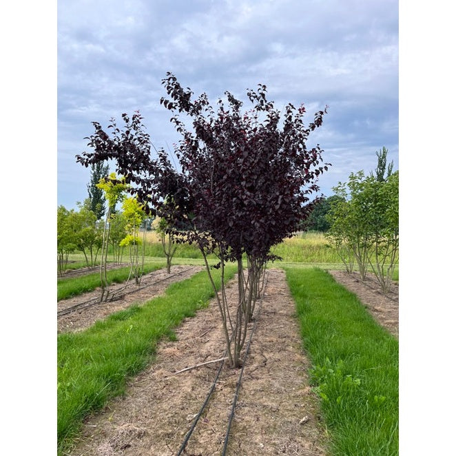 Kirsikkaluumu - Prunus cerasifera &