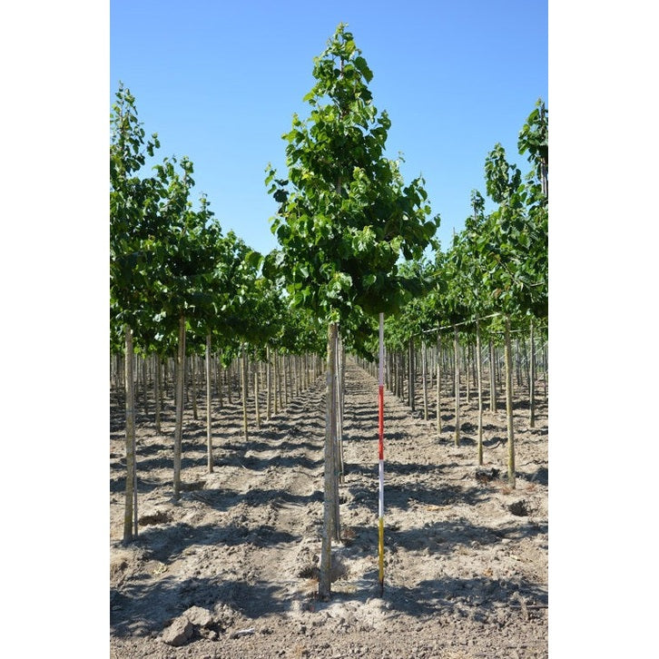 Turkkilainen hasselpähkinä - Corylus colurna - Rungon ympärysmitta 16-18 cm, korkeus 3,5-4 metriä, HS,