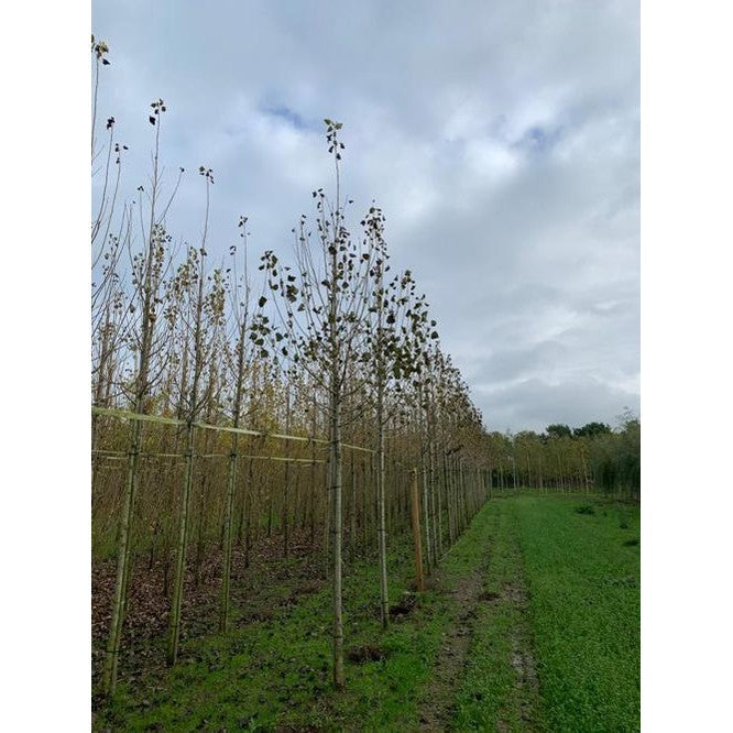 Musta poppeli - Populus nigra - Rungon ympärysmitta 16-18 cm, korkeus 3,5-4 metriä, HS,