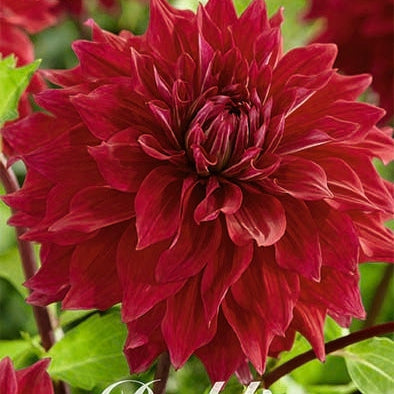Dahlia Dekorativ Babylon Purple 1-pack UUTUUS
