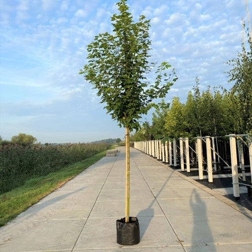 Punavuori - Acer rubrum &