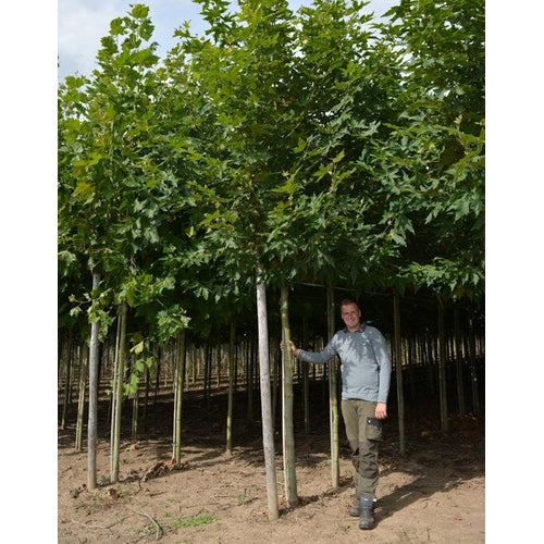 Itämainen platanus - Platanus orientalis &