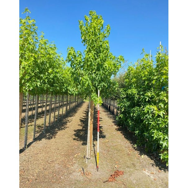 Ambrapuu - Liquidambar styraciflua &