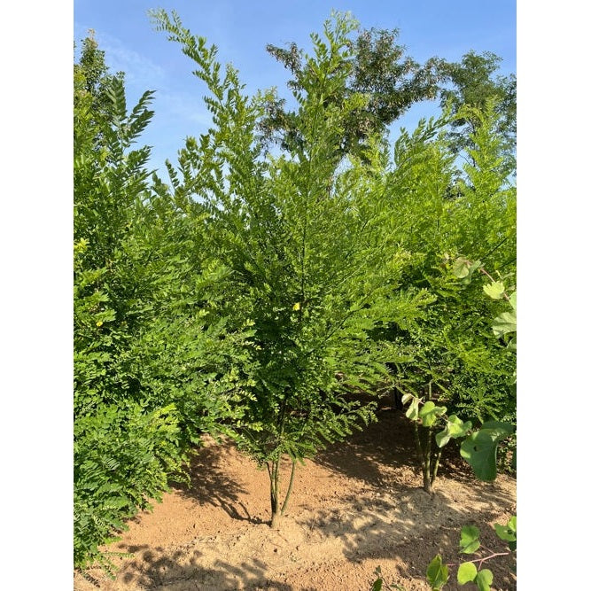 Pagodipuu - Sophora japonica 250-300 MS