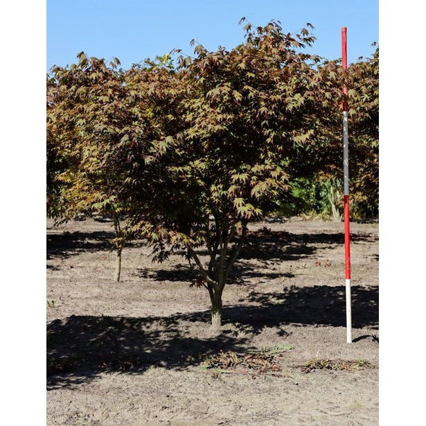 Japanilainen vaahtera - Acer palmatum &