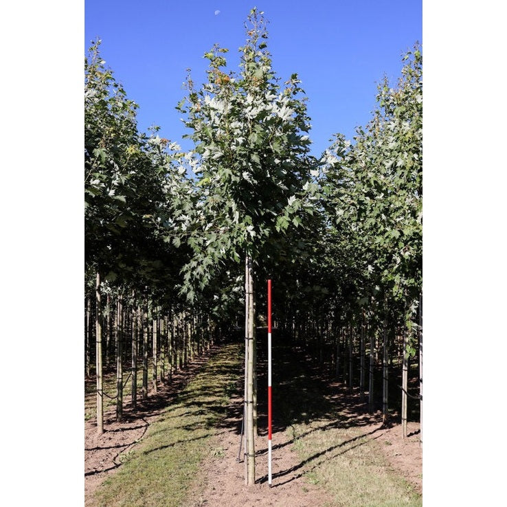 Freemanlönn - Acer freemanii &