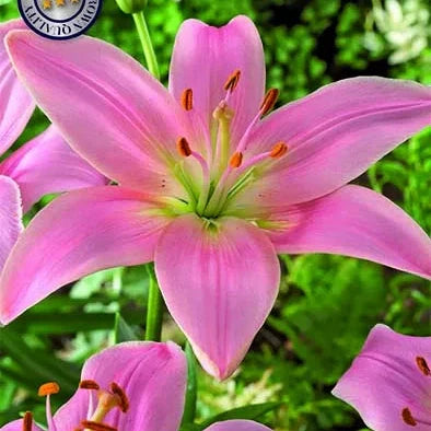 Asiatlilja-Lilium Pink County 2-pakkaus