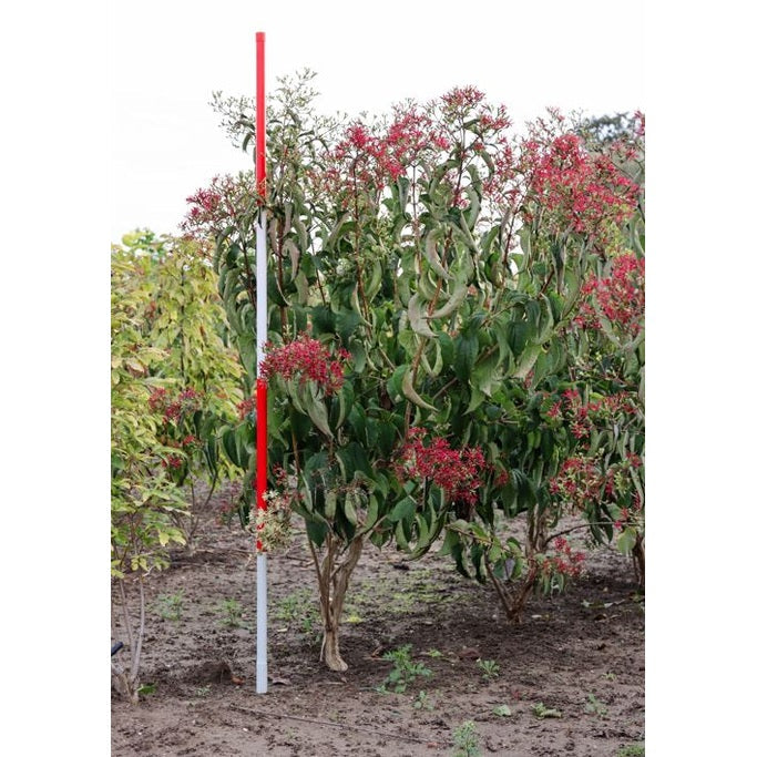 Kaprifoli - Heptacodium miconioides 175-200 MS