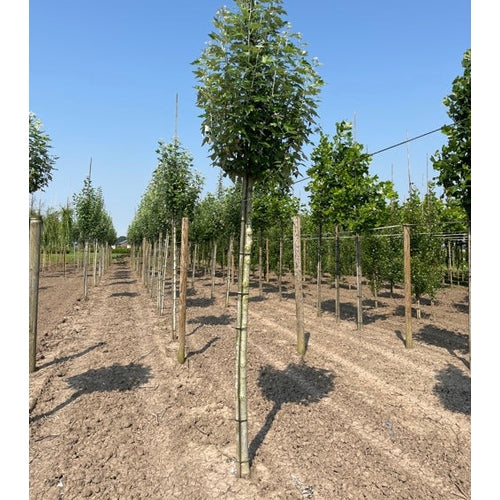 Hopeapoppeli - Populus alba &