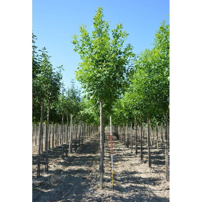 Rödask - Fraxinus pennsylvanica &