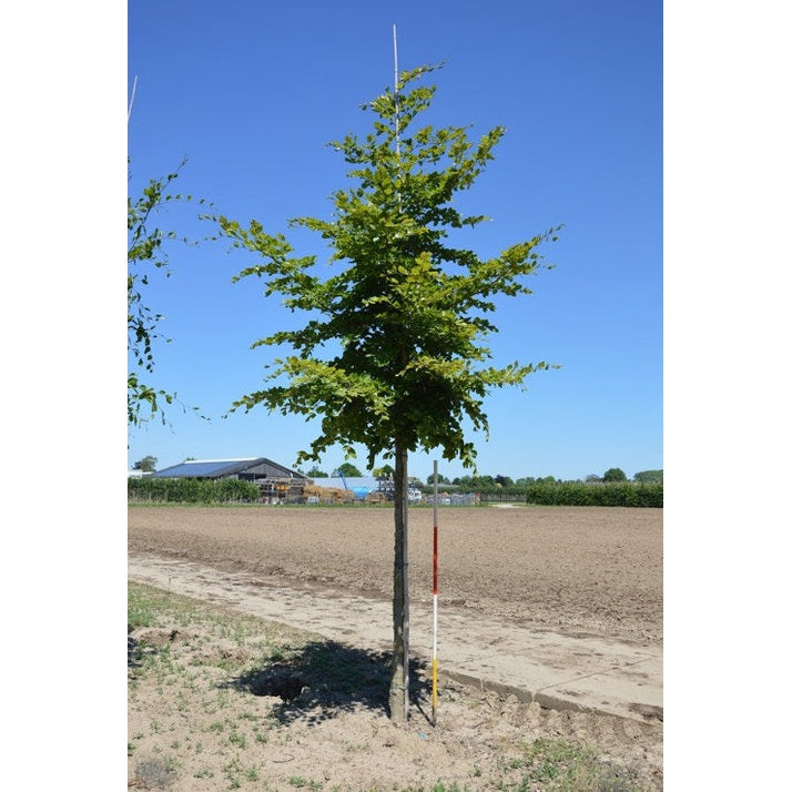 Buki -Fagus sylvatica - Rungon ympärys 16-18 cm, korkeus 3,5-4 metriä, HS,