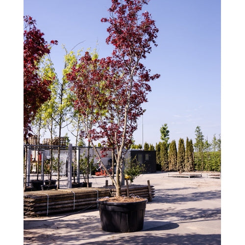 Japanilainen verivaahtera - Acer palmatum &