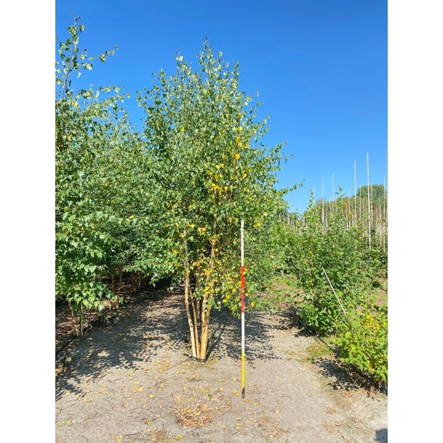 Rippukoivu - Betula pendula 350-400 MS COCO