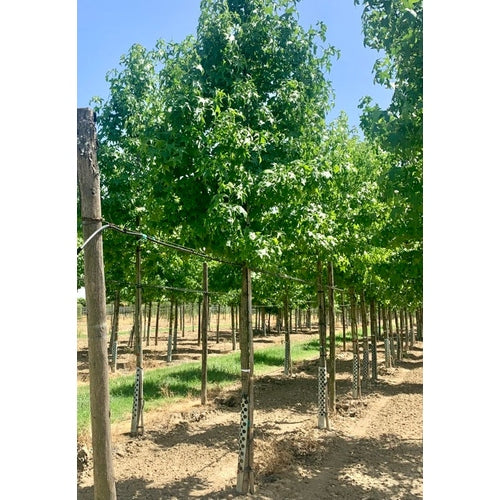 Ambrapuu - Liquidambar styraciflua - Rungon ympärysmitta 20-25 cm, korkeus 4-4,5 metriä, HS,