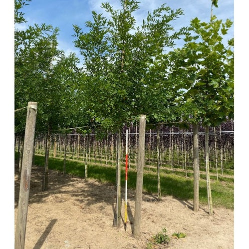 Robinia - Robinia pseudoacacia &