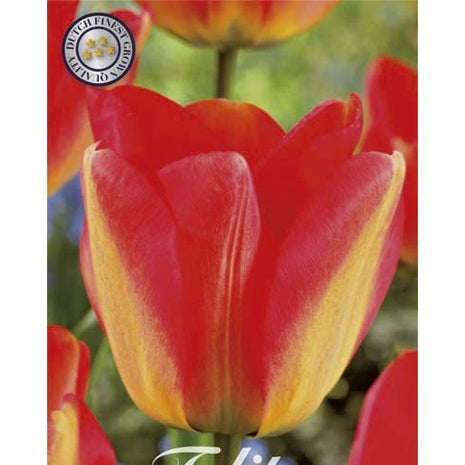 Tulppaani Darwin-hybridi American Dream 10-pakkaus (UUTUUS)