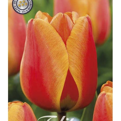 Tulppaani Darwin-hybridi Apeldoorn Elite 10-pakkaus (UUTUUS)