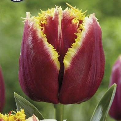 Fringed Mercure -tulppaanit 7-pack (UUTUUS)