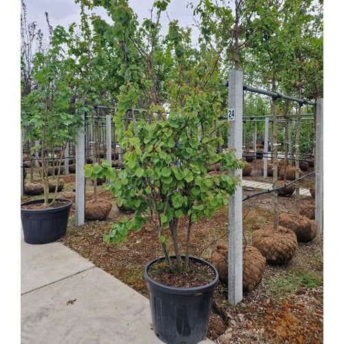 Judaspuu - Cercis siliquastrum 250-300 MS CONT