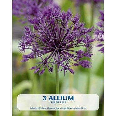 Allium Purple Rain 3-pakkaus