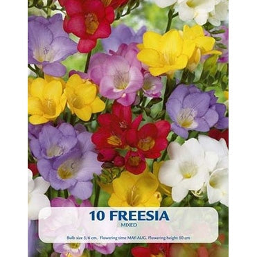 Freesia Yksinkertaisesti kukkiva sekoitus 8-pakkaus