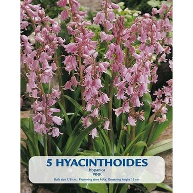 Espanjalainen Kello hyasintti Pink 5 kpl