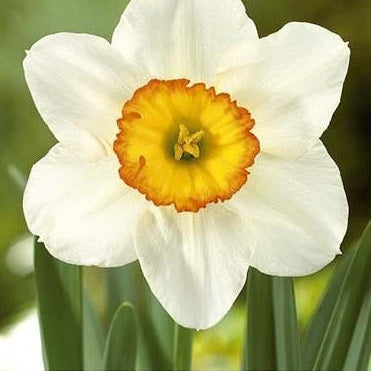 Narsissi Kukka Levy 3-pack