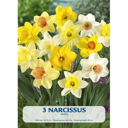 Narcissi Mix 3-pack