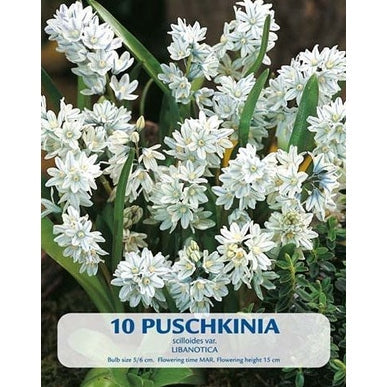 Puschkinia Libanotica 10-pakkaus