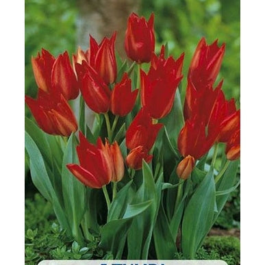 Tulppaani Praestans Zwanenburg 5-pakkaus