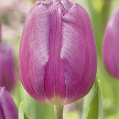 Tulppaani Purple Prince 5-pakkaus