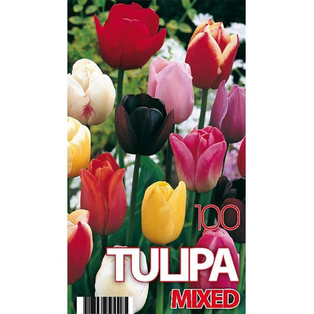 Tulppaaniseos 100-kpl