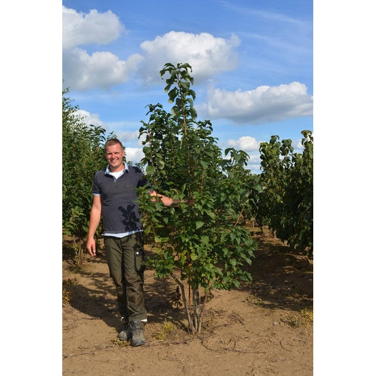 Hägg - Prunus padus 250-300 MS DRKL